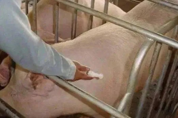 如何去除母猪体内毒素,可用甘草、黄芪等药物清除