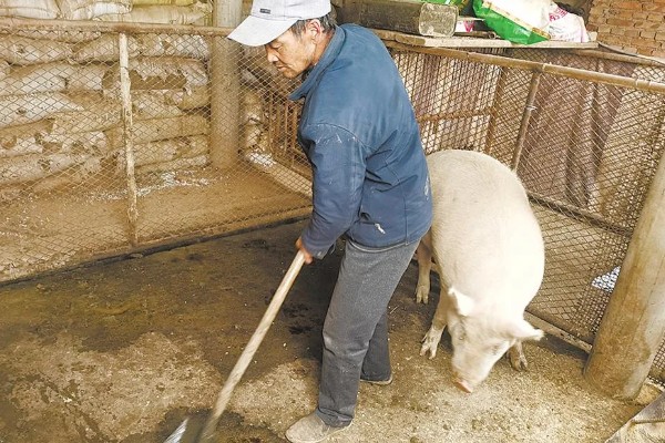 如何去除母猪体内毒素,可用甘草、黄芪等药物清除