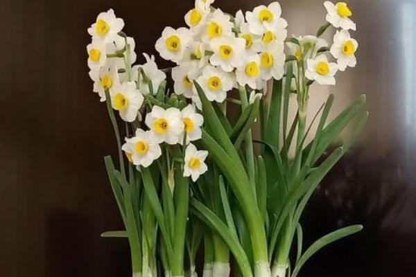 水仙花养护要点，适宜温度10-18℃