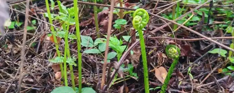 不可吃的蕨菜品种，有石松、问荆、叶蕨等