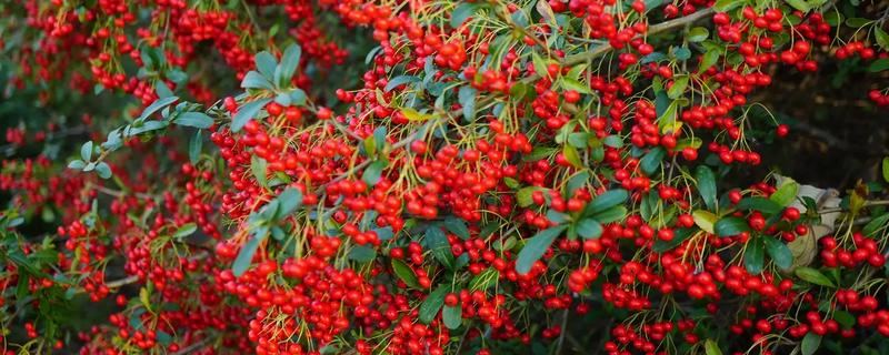 火棘的开花结果时间，一般是3月份开花、8-11月份结果