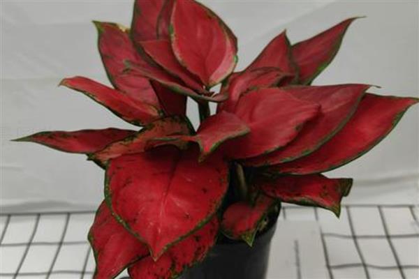 如意皇后什么季节开花，春季的4-5月份开花