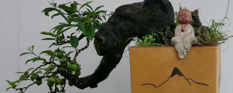 金弹子树桩没有根还能活吗，无根一般不能成活