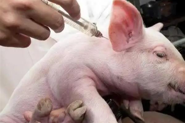 兽用的板蓝根主治什么病,主治家畜流感、仔猪白痢等