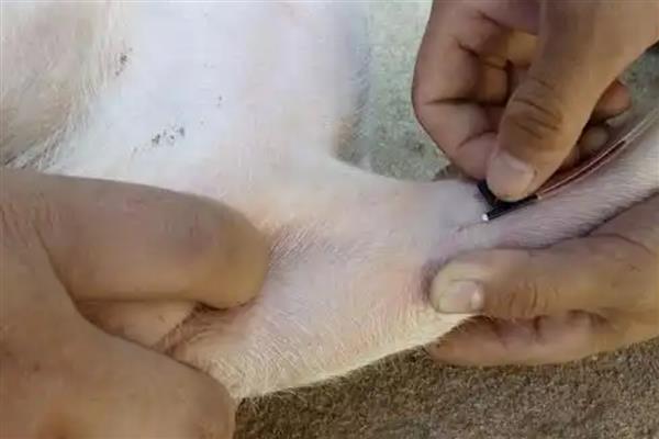 兽用的板蓝根主治什么病,主治家畜流感、仔猪白痢等
