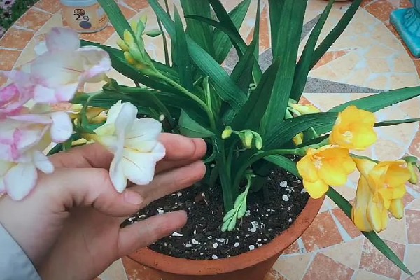 香雪兰的水养方法,适宜生长在清澈的清水中