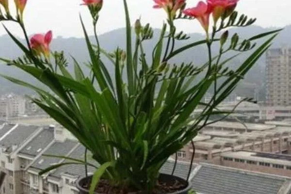 香雪兰的水养方法,适宜生长在清澈的清水中