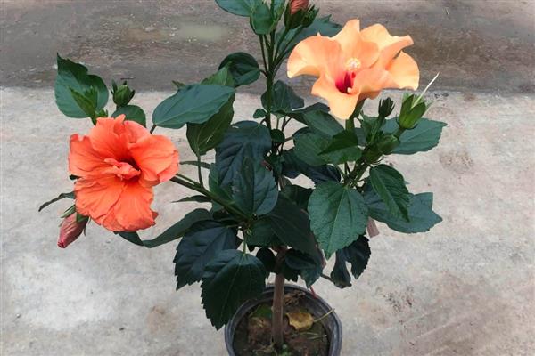 扶桑花怎么配土,土壤需要先进行消毒