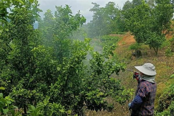 扑草净除草剂的使用范围，可以对蔬菜、水稻、麦类等使用
