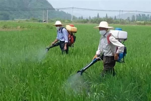 扑草净除草剂的使用范围，可以对蔬菜、水稻、麦类等使用