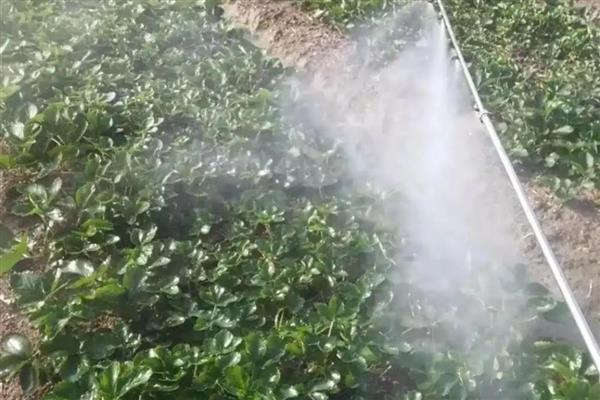 扑草净除草剂的使用范围，可以对蔬菜、水稻、麦类等使用