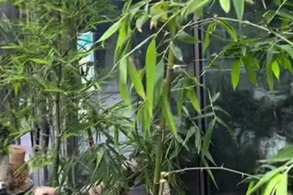 簕竹的种植方法，适合种在中性或酸性砂质土壤中