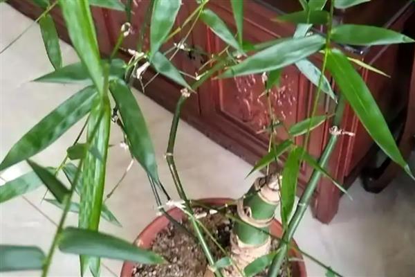 簕竹的种植方法，适合种在中性或酸性砂质土壤中