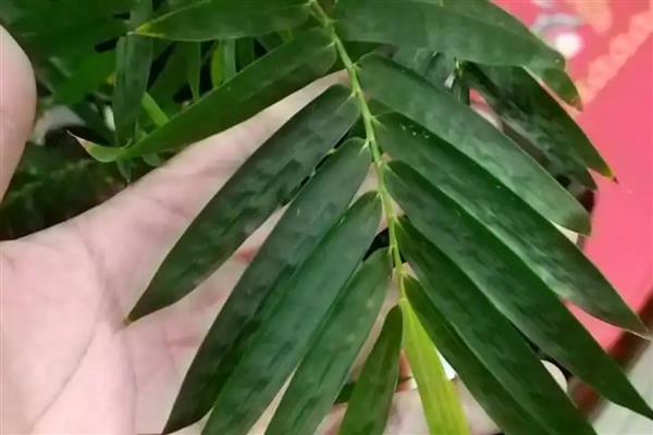 簕竹的种植方法，适合种在中性或酸性砂质土壤中