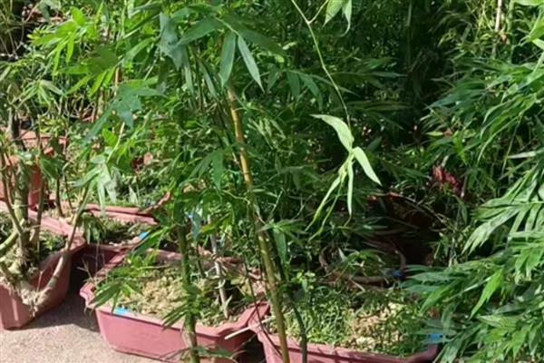 簕竹的种植方法，适合种在中性或酸性砂质土壤中
