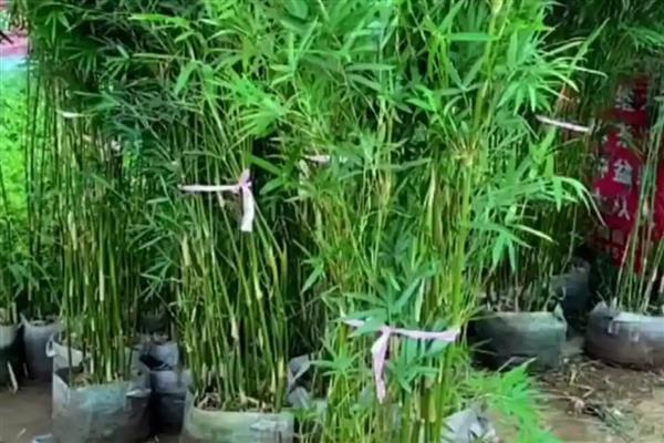 簕竹的种植方法，适合种在中性或酸性砂质土壤中