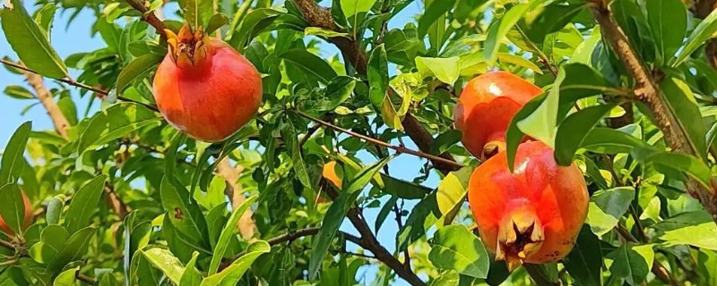 有哪些暖胃的水果，有石榴、葡萄等