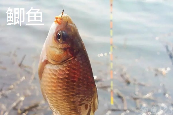 0.6号子线适合配几号袖钩,建议配合2-3号袖钩