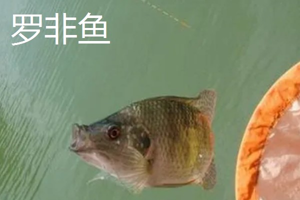 0.6号子线适合配几号袖钩,建议配合2-3号袖钩