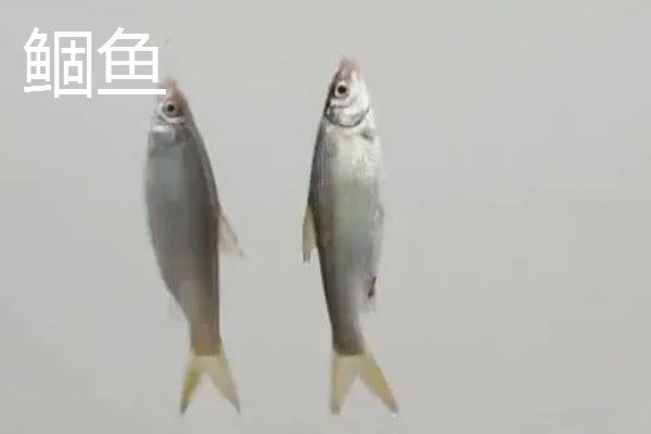 0.6号子线适合配几号袖钩,建议配合2-3号袖钩