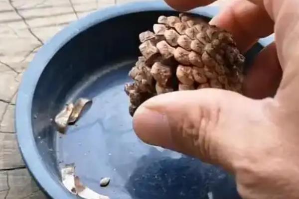 怎么用松塔垫盆,经过发酵后再使用