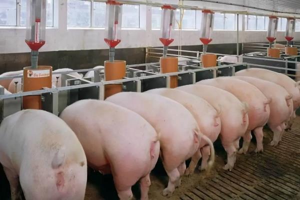 260斤后备母猪每天要喂多少料,应当喂2.2-2.5kg专用饲料