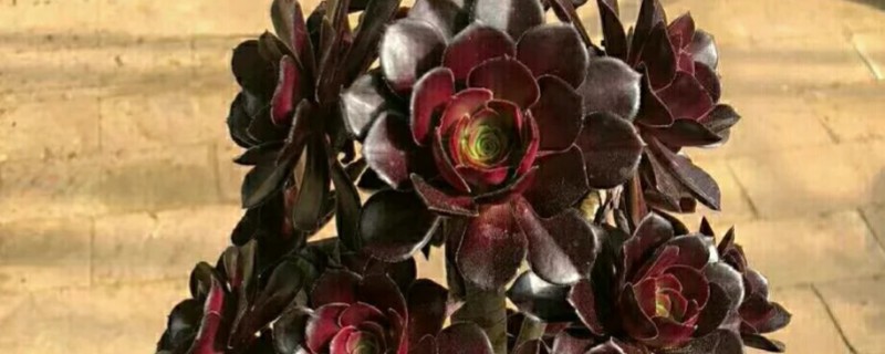 黑法师垂头的原因，可能是浇水过少所致