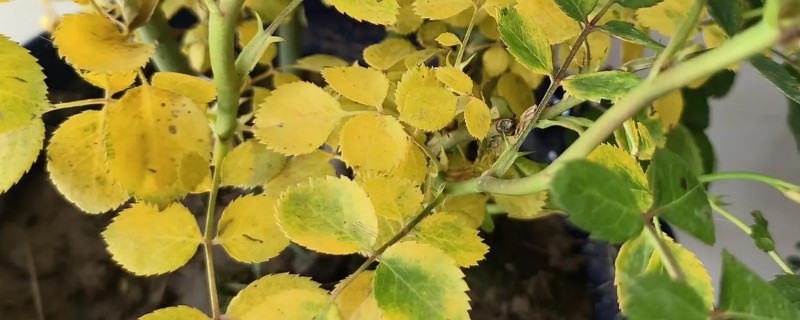 红木香黄叶怎么处理，首先需要改善光照