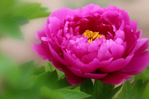 牡丹花如何管理,隔3-4天给盆土浇一次水,