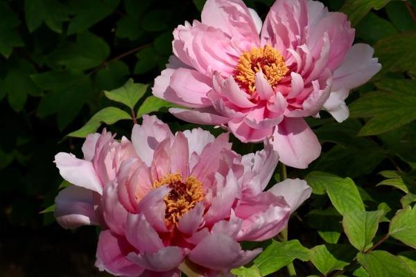 牡丹花如何管理,隔3-4天给盆土浇一次水,