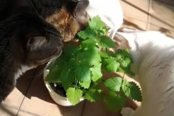 养猫家庭夏天要怎么驱蚊,建议采用物理驱蚊