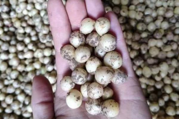 薤白与蒜的区别，外观及食用方式有所不同