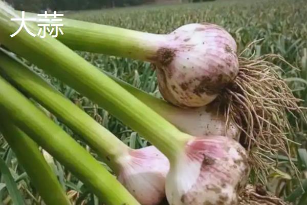 薤白与蒜的区别，外观及食用方式有所不同