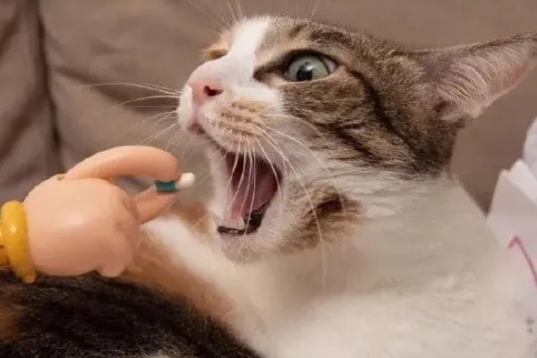 犬猫吃了体内驱虫药后的反应,有些不会产生不良反应