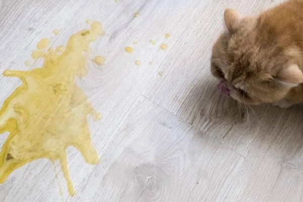 犬猫吃了体内驱虫药后的反应,有些不会产生不良反应