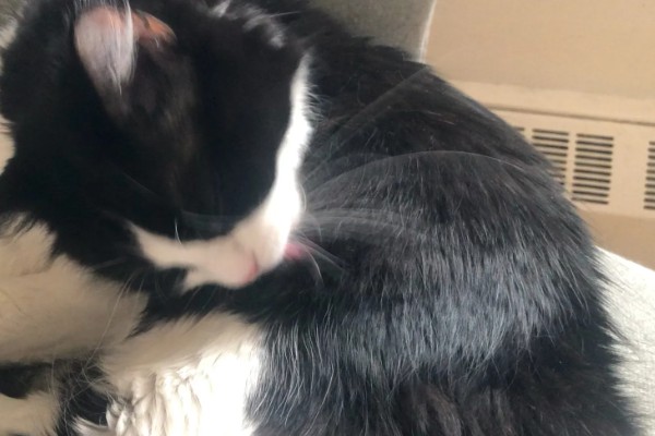 犬猫吃了体内驱虫药后的反应,有些不会产生不良反应