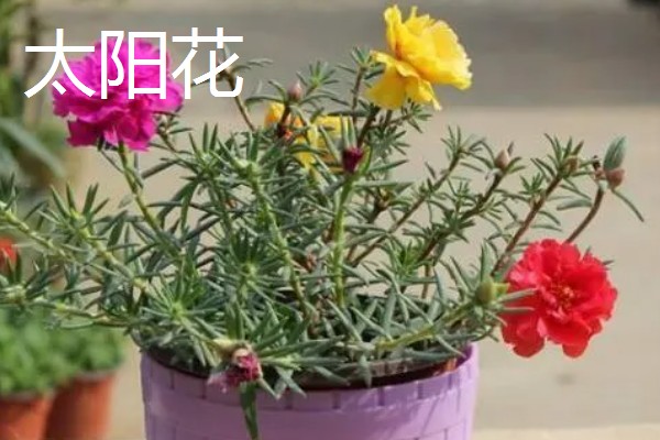 太阳花是向日葵吗,二者不是同一种植物