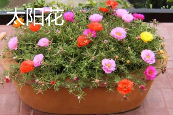 太阳花是向日葵吗,二者不是同一种植物