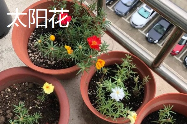 太阳花是向日葵吗,二者不是同一种植物