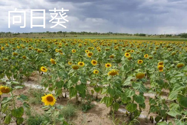 太阳花是向日葵吗,二者不是同一种植物