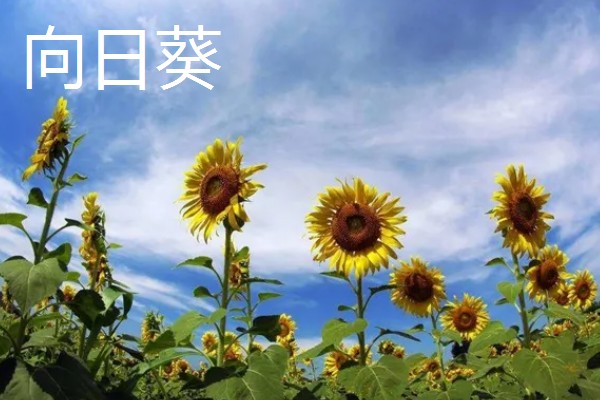 太阳花是向日葵吗,二者不是同一种植物