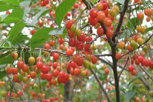 苦樱桃有没有毒,没有毒