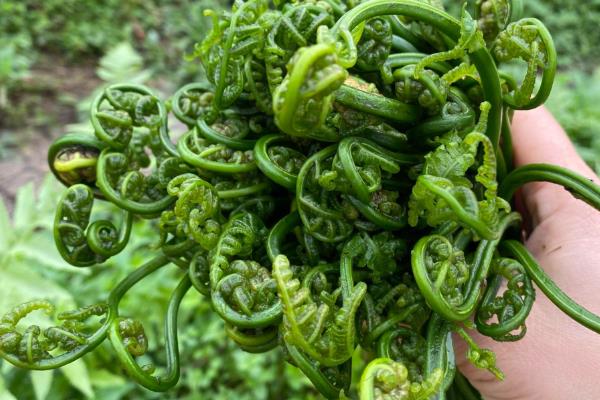 不可吃的蕨菜品种,有石松、问荆、叶蕨等
