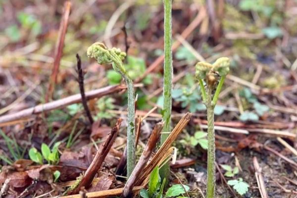 不可吃的蕨菜品种,有石松、问荆、叶蕨等