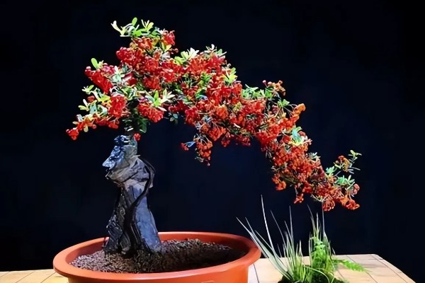 火棘的开花结果时间，一般是3月份开花、8-11月份结果