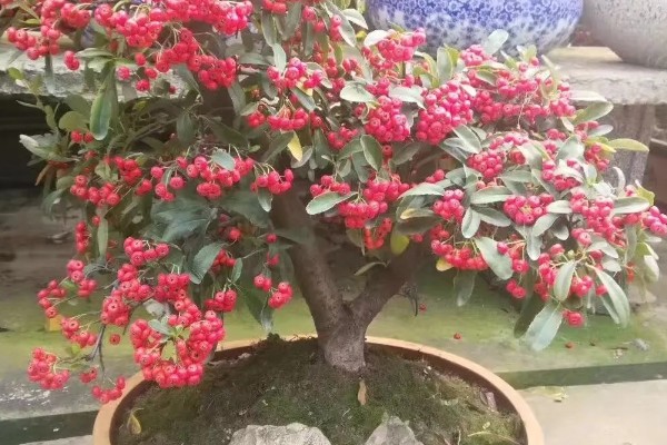 火棘的开花结果时间，一般是3月份开花、8-11月份结果
