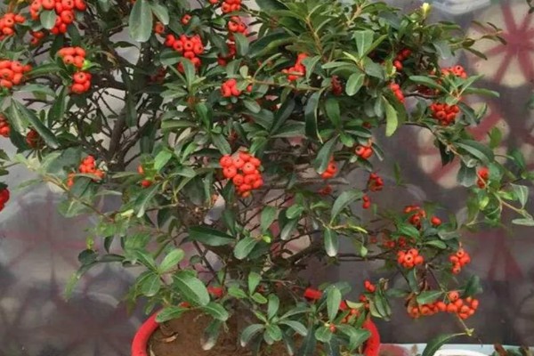 火棘的开花结果时间，一般是3月份开花、8-11月份结果