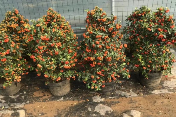 火棘的开花结果时间，一般是3月份开花、8-11月份结果
