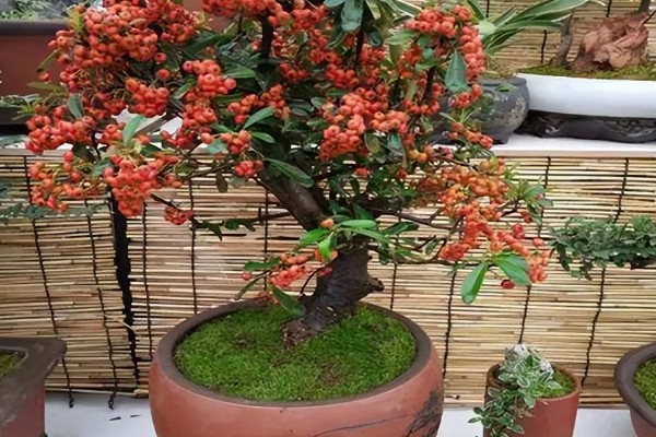 火棘的开花结果时间，一般是3月份开花、8-11月份结果