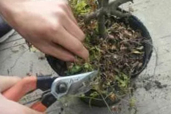 火棘的开花结果时间，一般是3月份开花、8-11月份结果